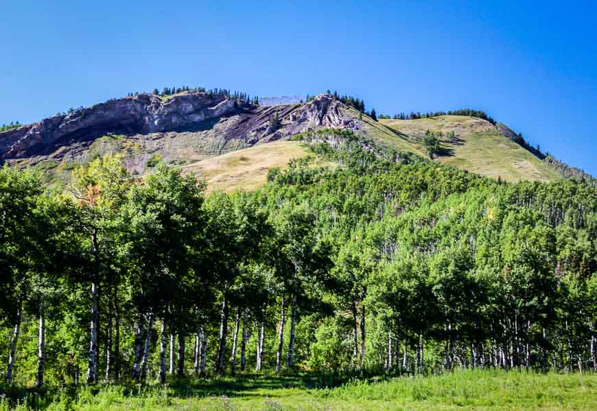 The cliffs above the river where raptors nest seen on the Sheep river Valley bike ride