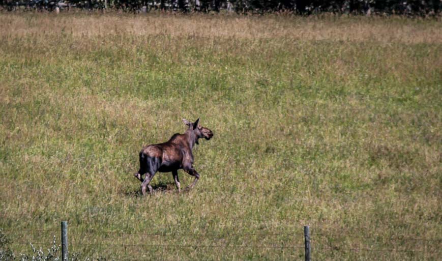 A moose we saw clearing a barbed wire fence