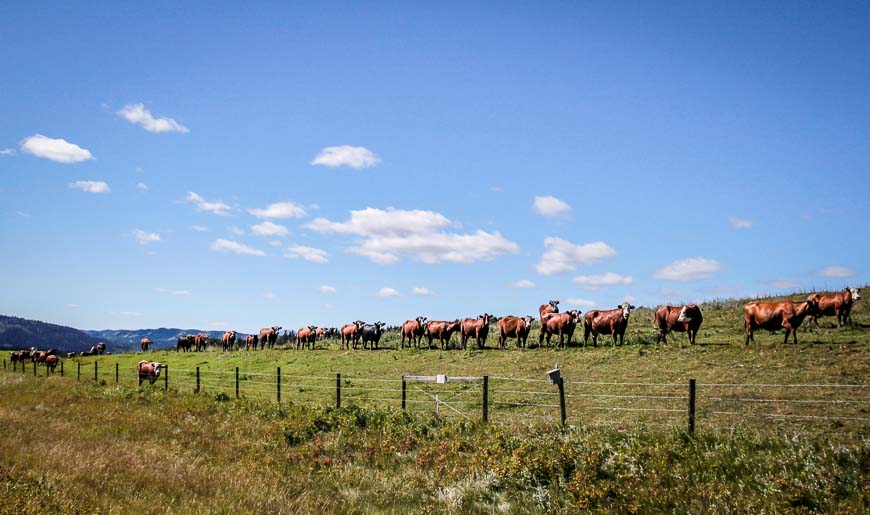 No shortage of cows along the Sheep River Valley road