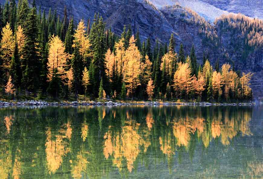 On the Taylor Lake hike you are treated to spectacular larch tree reflections in Taylor Lake in mid-late September