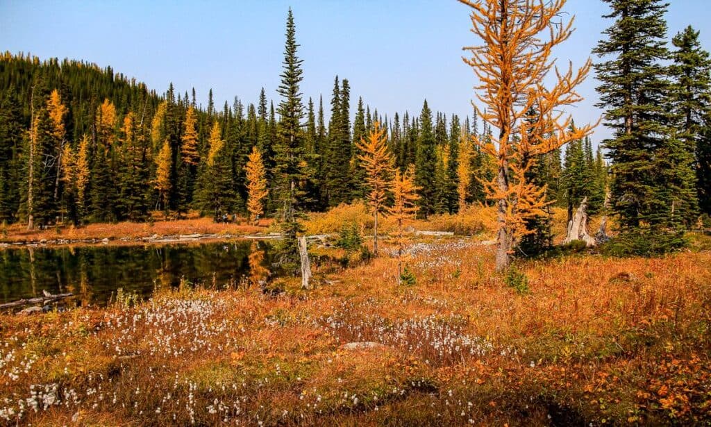 What a treat to go backpacking in Banff National Park to Taylor Lake in late September