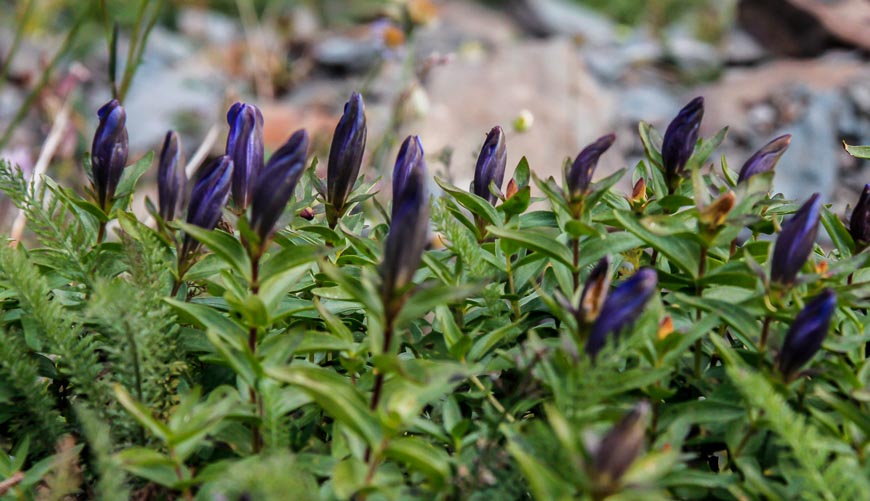 Gentians - a type of wildflower