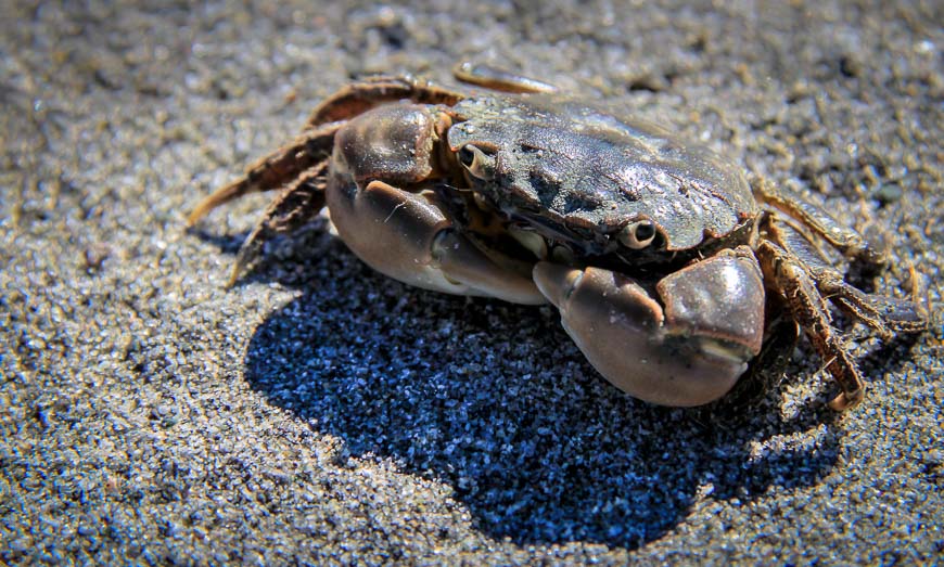 Look out for crabs