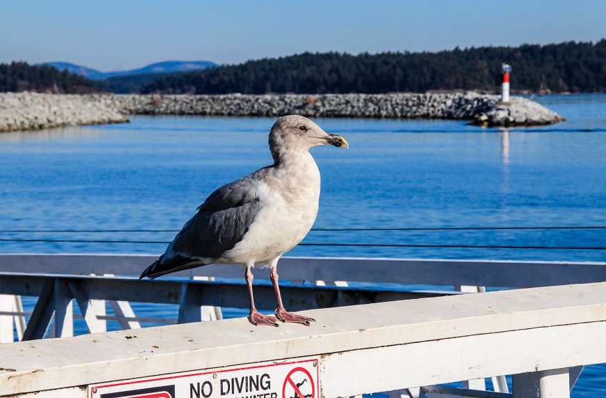 Seagulls will keep an eye on your movements