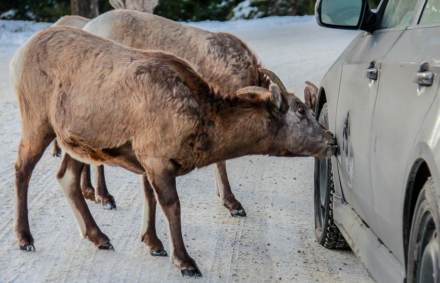 Big horned sheep licking the cars