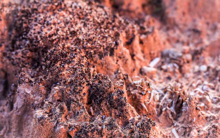 Close-up of cryptobiotic soil - the stuff you should NEVER walk on