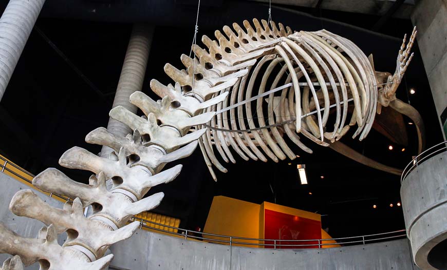 Check out the fin whale skeleton at Science North