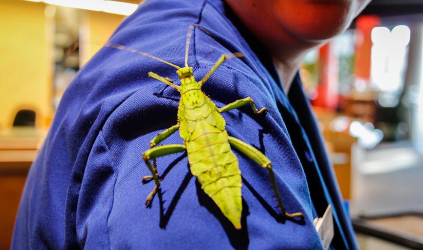 A Bluecoat showing off a Jungle Nymph - Malaysian Leaf insect