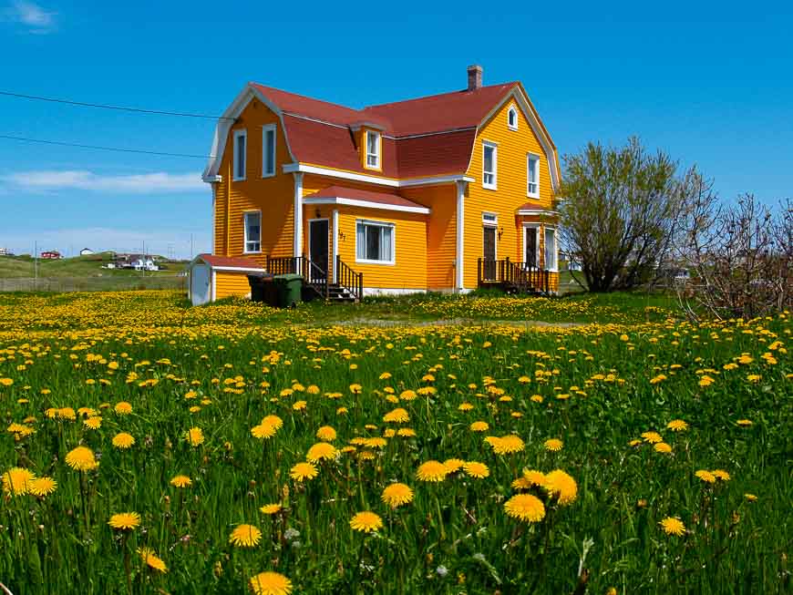 A gorgeous scene of yellow on yellow