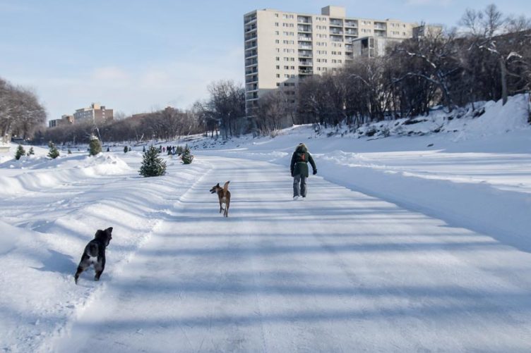 Woman skating The Forks with dogs