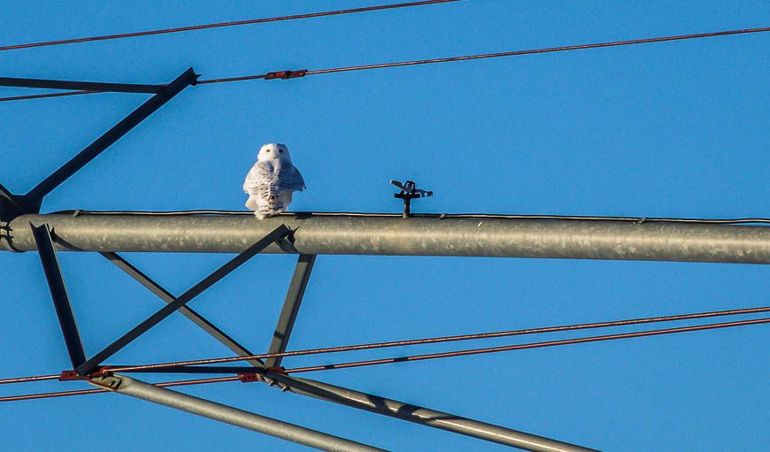 Looking for snowy owls in Alberta on farm structures