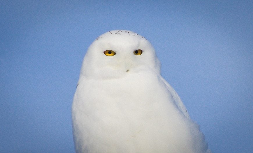 The piercing eyes of a snowy owl