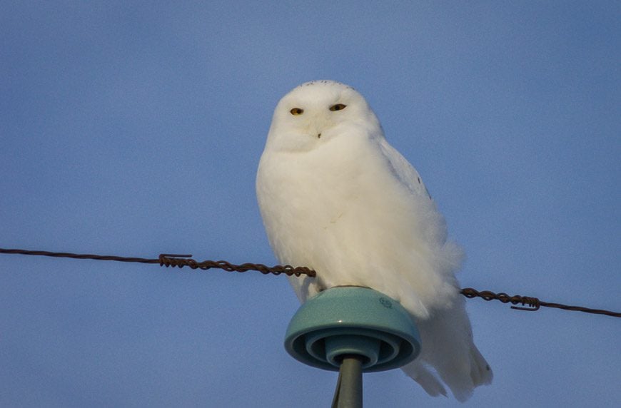 A snowy owl on a hydroline