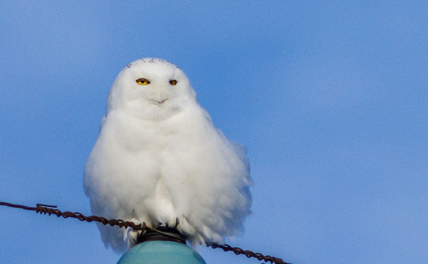 A snowy owl all fluffed up