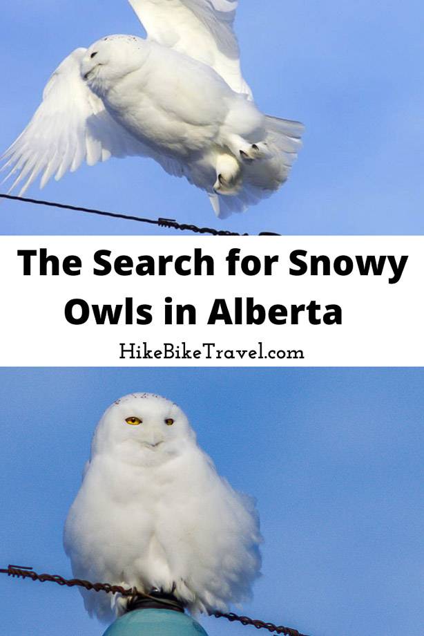 The search for snowy owls in Alberta