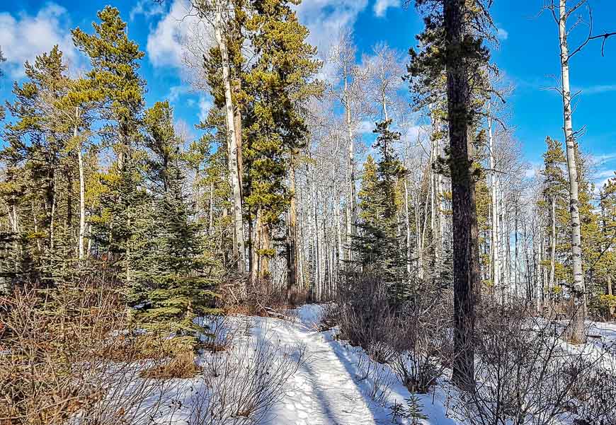 Really pretty woods for snowing at West Bragg Creek