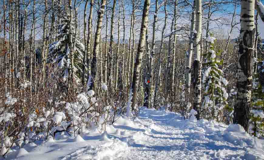 The Snowshoe Hare trail is easy to follow 