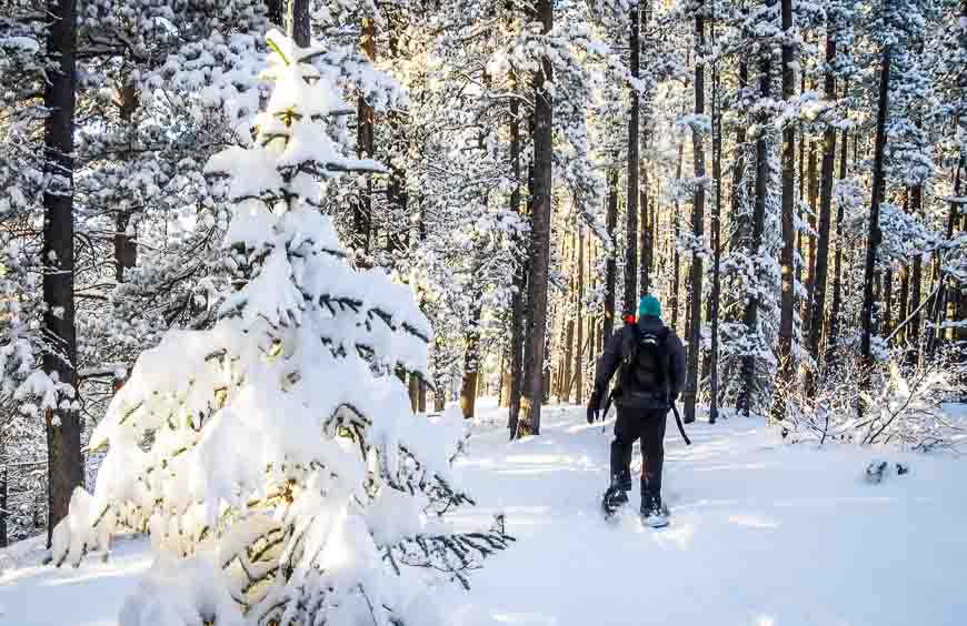 Gorgeous lighting late in the afternoon on the West Bragg Creek snowshoe trails