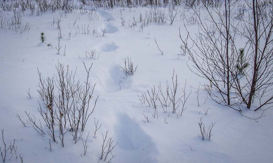 Who can tell me who made these monster tracks in the snow?