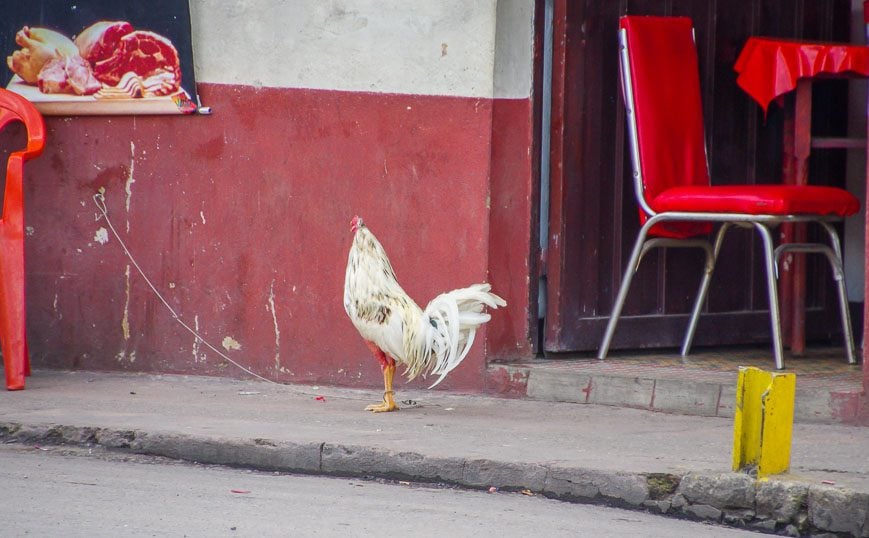 Rooster chained to a restaurant door seen on the bus ride from hell