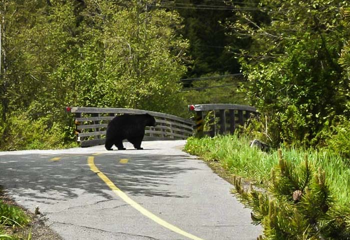 Black bear on the walking paths near Whistler