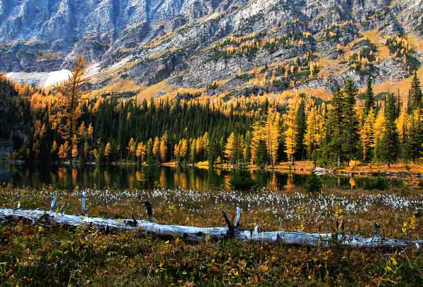 O'Brien Lake larches in Banff National Park