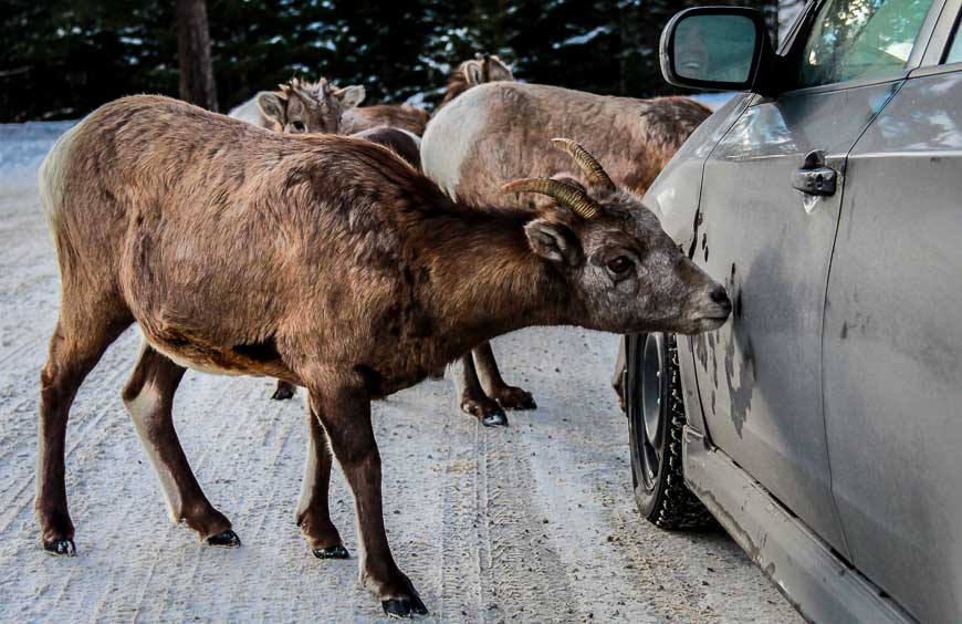  Get your car cleaned on the way to Lake Minnewanka