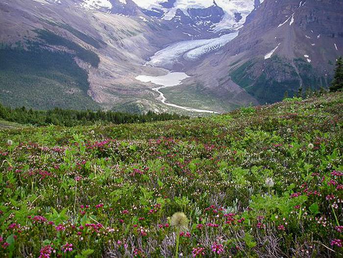 A wildflower filled view over towards Snowbird Pass