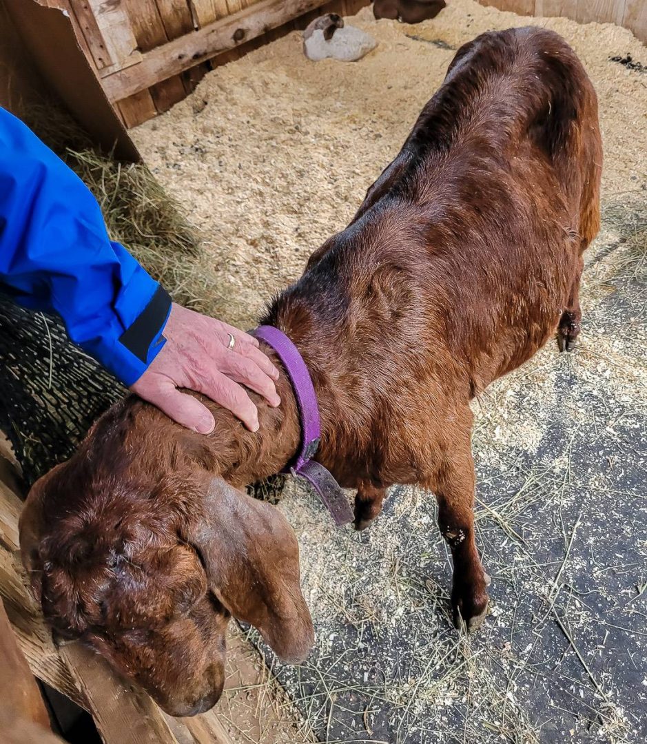 A goat at Salt Spring Island Cheese that had just given birth that day to the two goats asleep in the corner