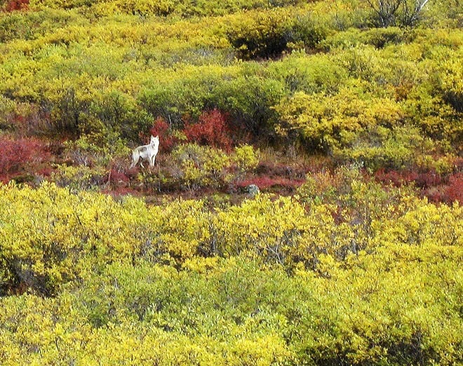 The Wow of Wolf Sightings in the Wild