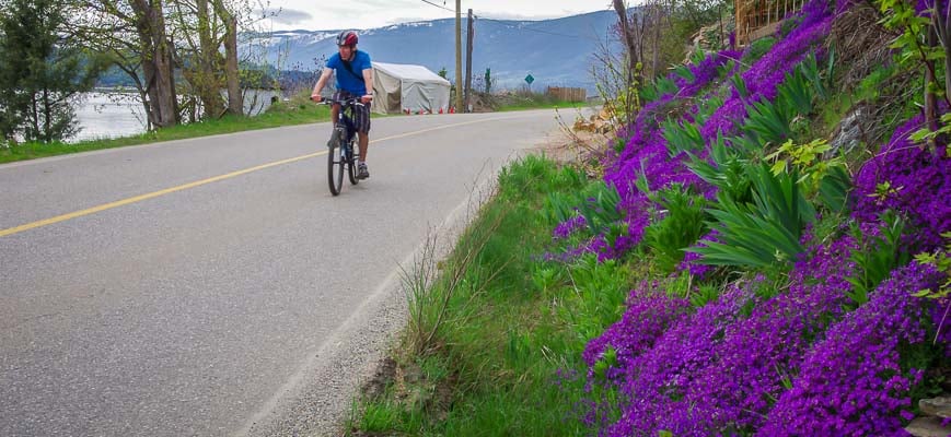 Biking past a fantastic blast of roadside colour