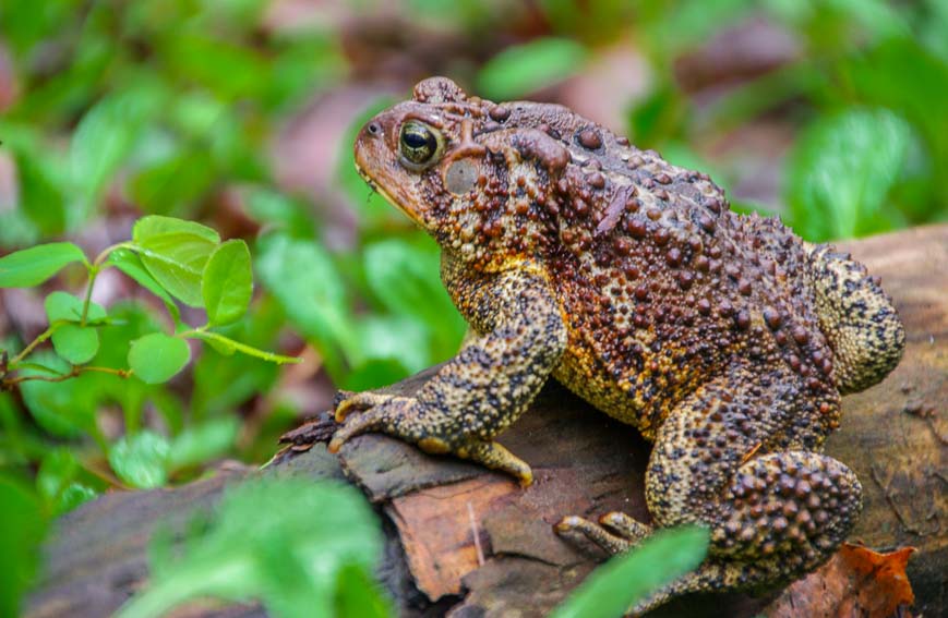 First wildlife I saw in the park - a big honking toad