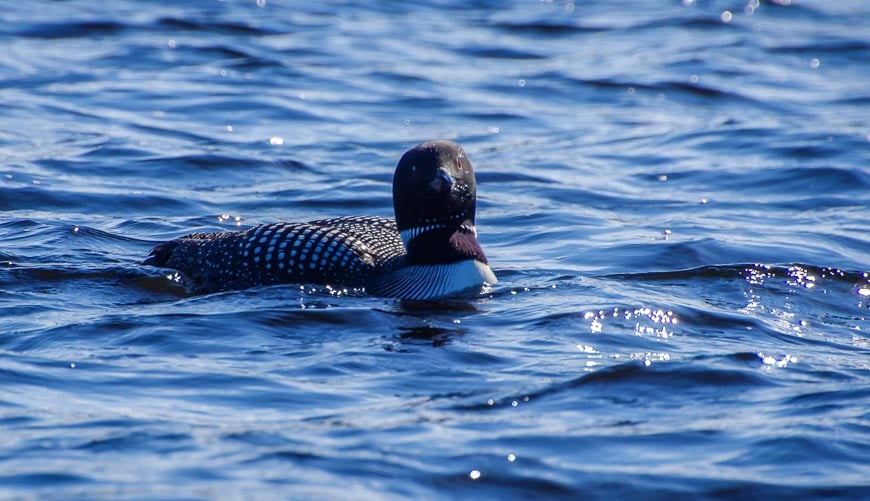 My favourite bird call is the call of the loon