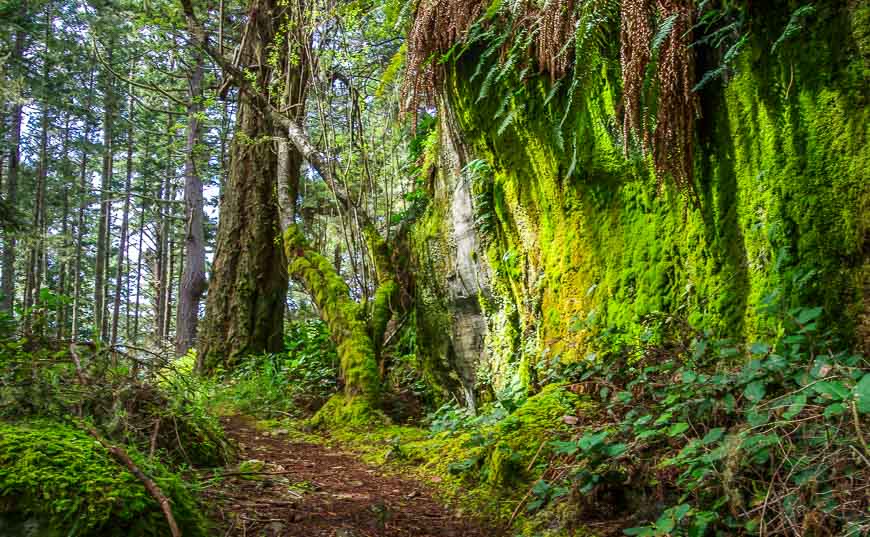 Beautiful moss covered rocks along the Coast Trail