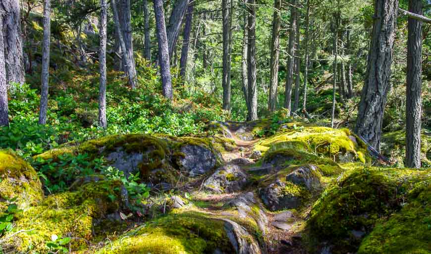 Truly lovely forest walking on the Coast Trail