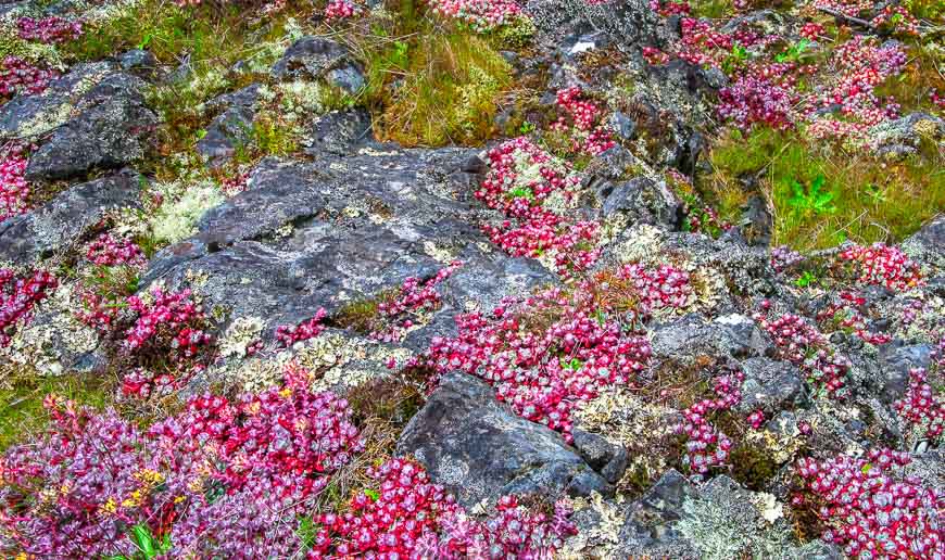 Colourful sedum covers the rocks