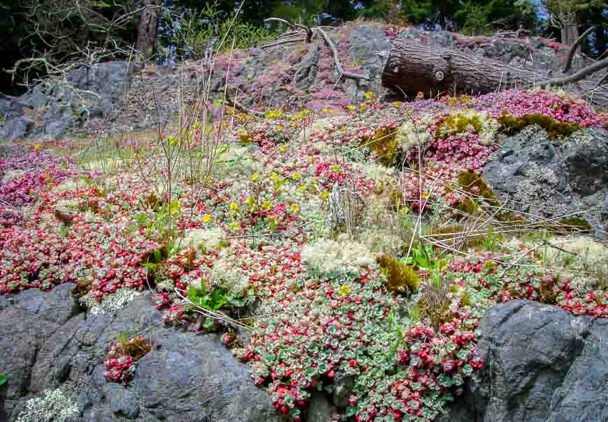 Loved this section of the Coast Trail in East Sooke Park with all the colourful sedum