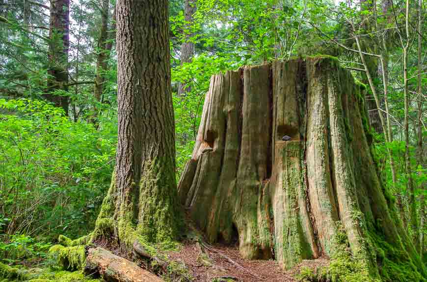 Giant stumps can still be seen