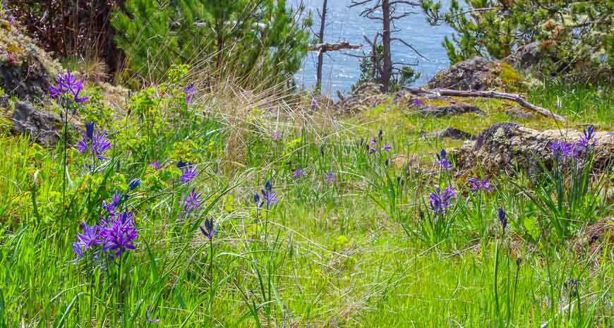 Native Camas flowers (Indian hyacinth)