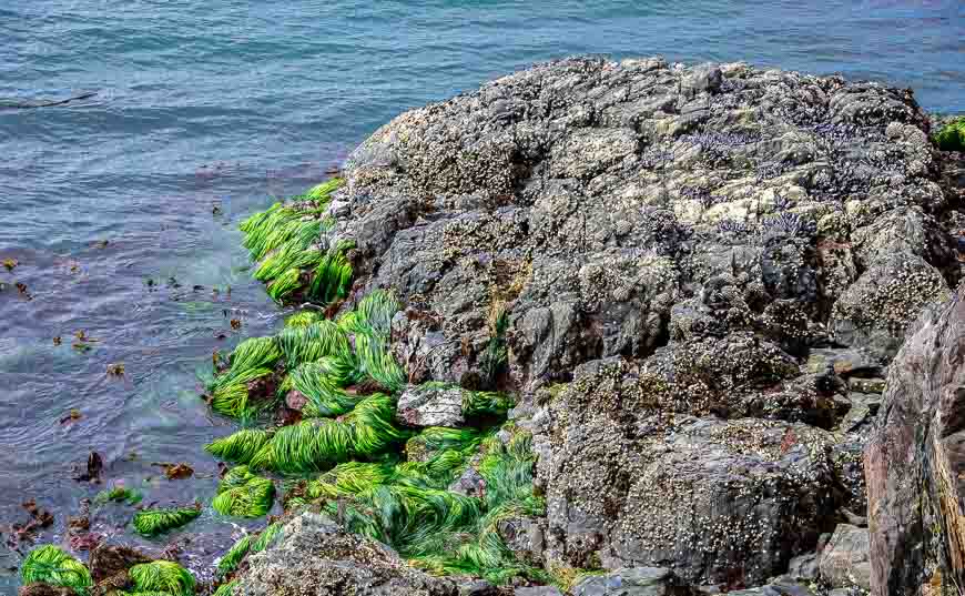 Barnacle covered rocks and sea grass