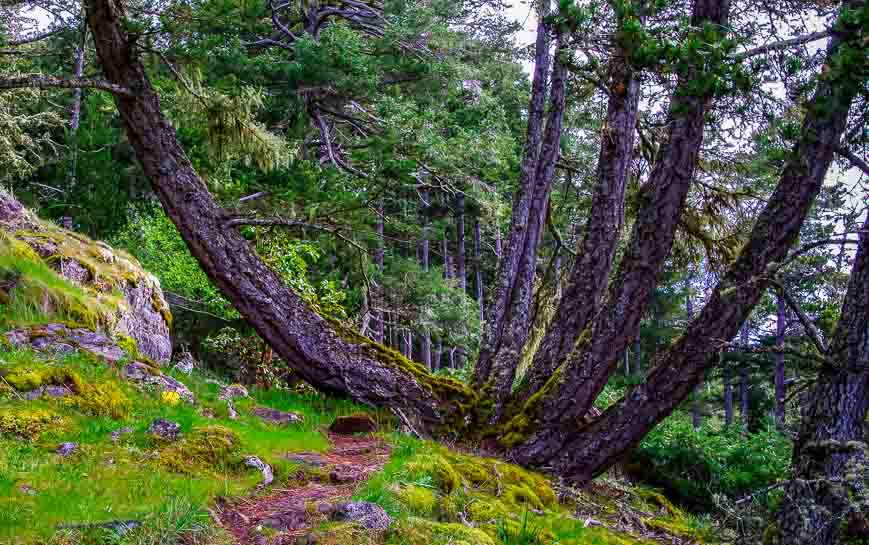 Fantastic limbs on this tree