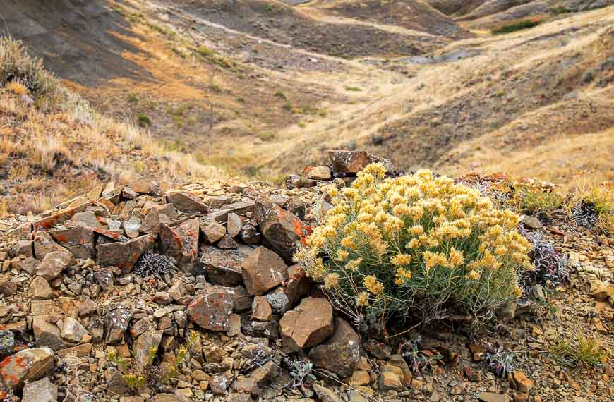 Grasslands National Park hiking - and checking out plants thriving