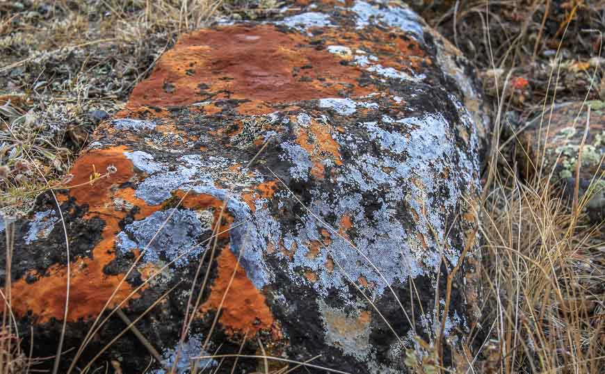 Fantastic coloured lichens on rocks