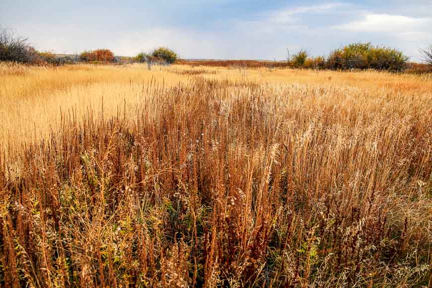 Wonderful textures in the grasses