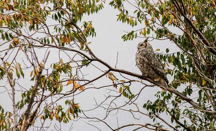 Big-eared owl perhaps??