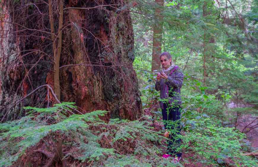 My niece is dwarfed by a tree in Lighthouse Park West Vancouver