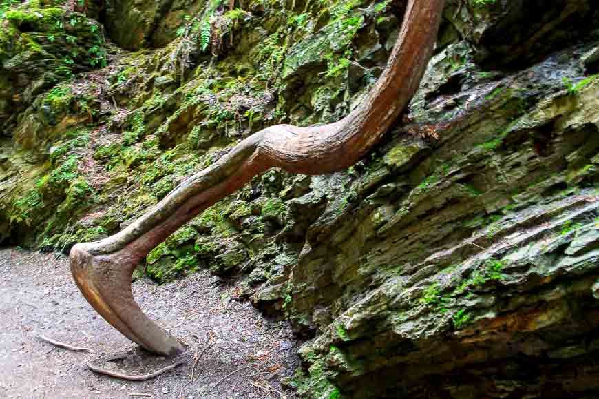 Fantastic shaped tree limbs