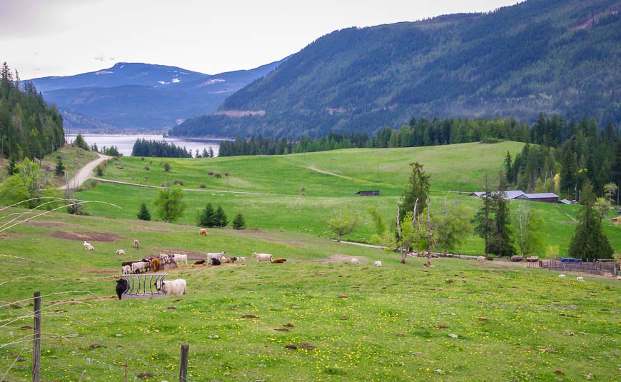 Biking past an organic beef farm