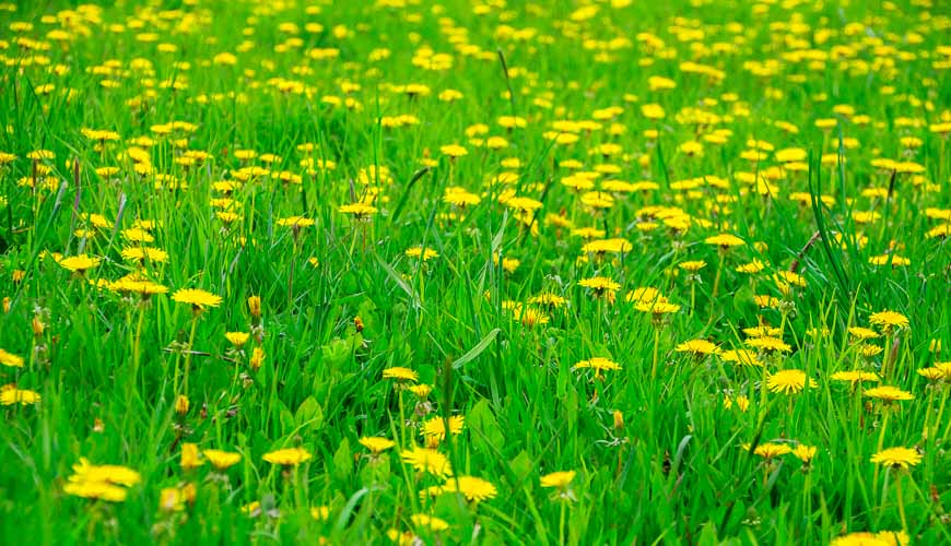 Dandelion wine anyone?