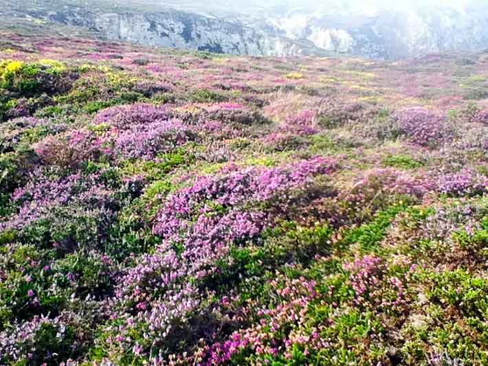 Nothing but heather as far as the eye can see